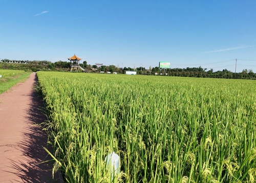 长粒香米生产遵守哪些要求